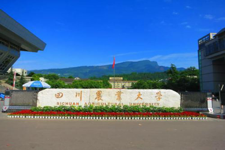 四川農(nóng)業(yè)大學(xué)專(zhuān)科學(xué)歷怎么升本科比較好